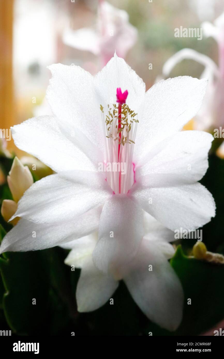 A white Christmas cactus, a nice decoration in Christmas time Stock Photo