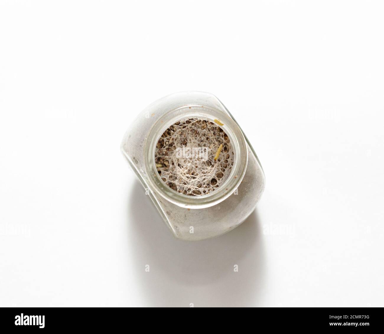 food insects worms in a jar with groats on a white background Stock Photo