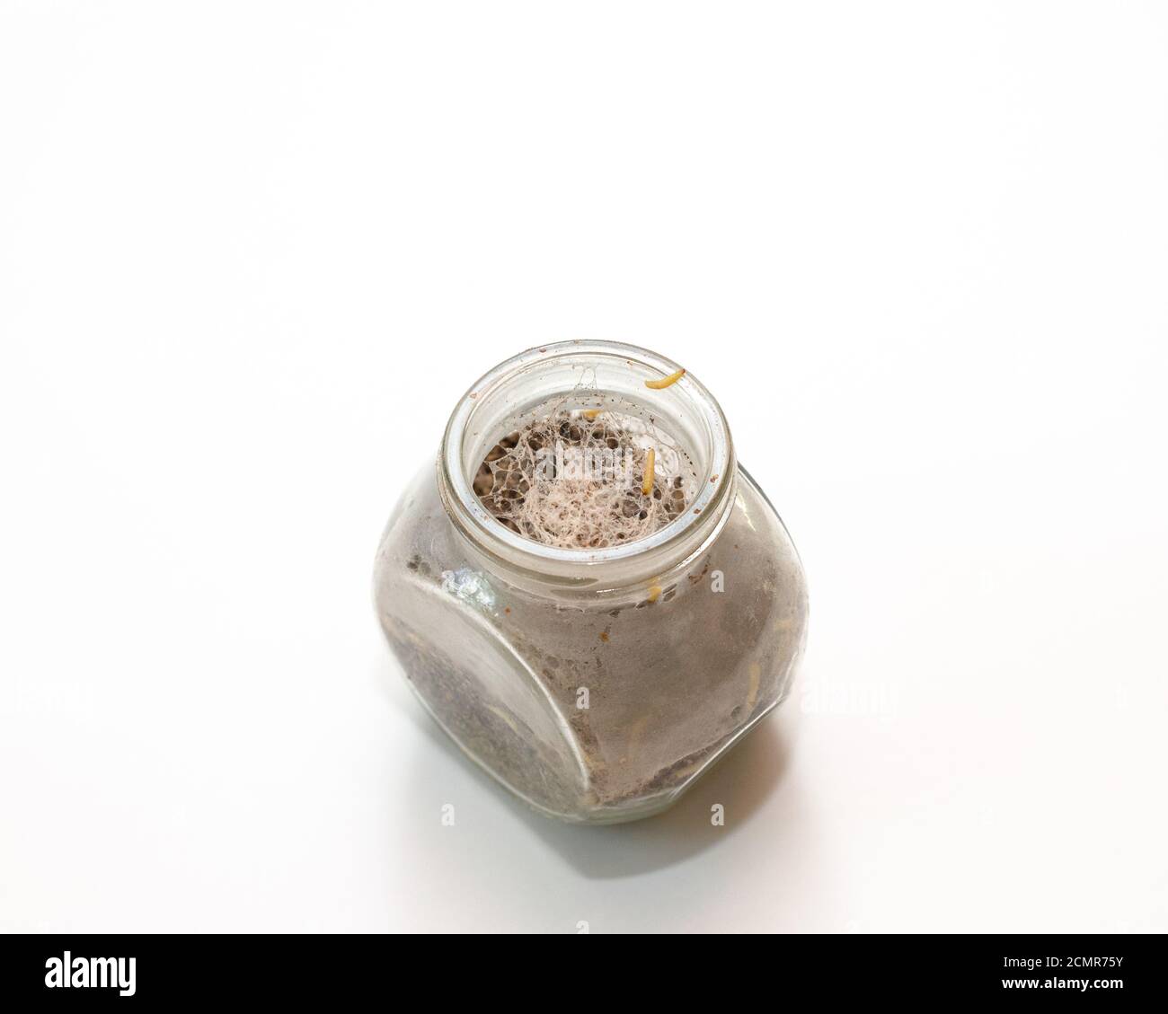 food insects worms in a jar with groats on a white background Stock Photo