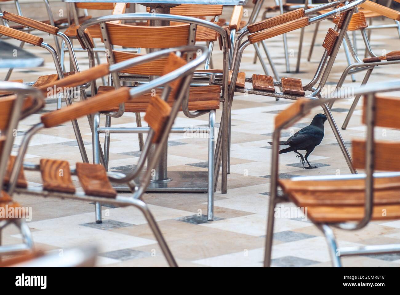 a large black raven walking on a background of wooden with metal chairs placed in a open space cafe area Stock Photo