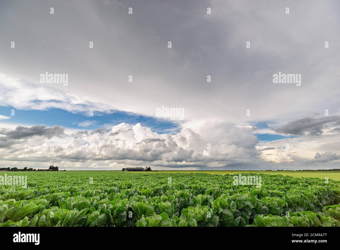 Distant showers and storm clouds over agricultural landscape. Huge