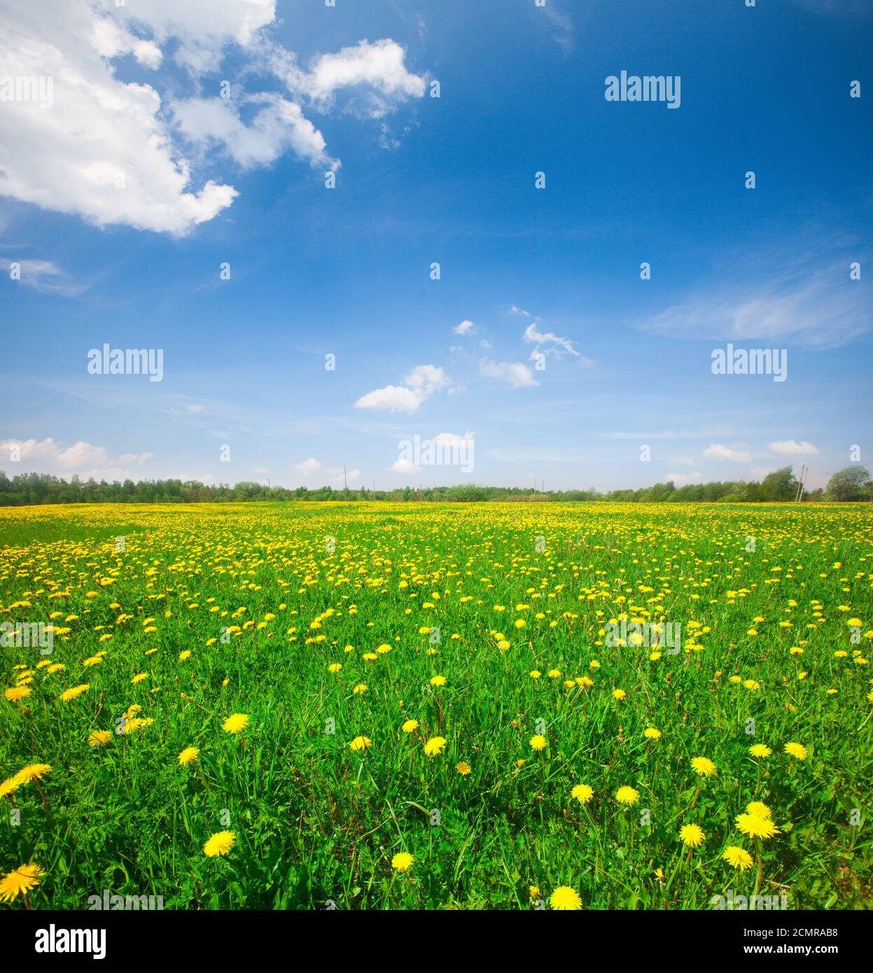 Yellow flowers hill under blue cloudy sky Stock Photo