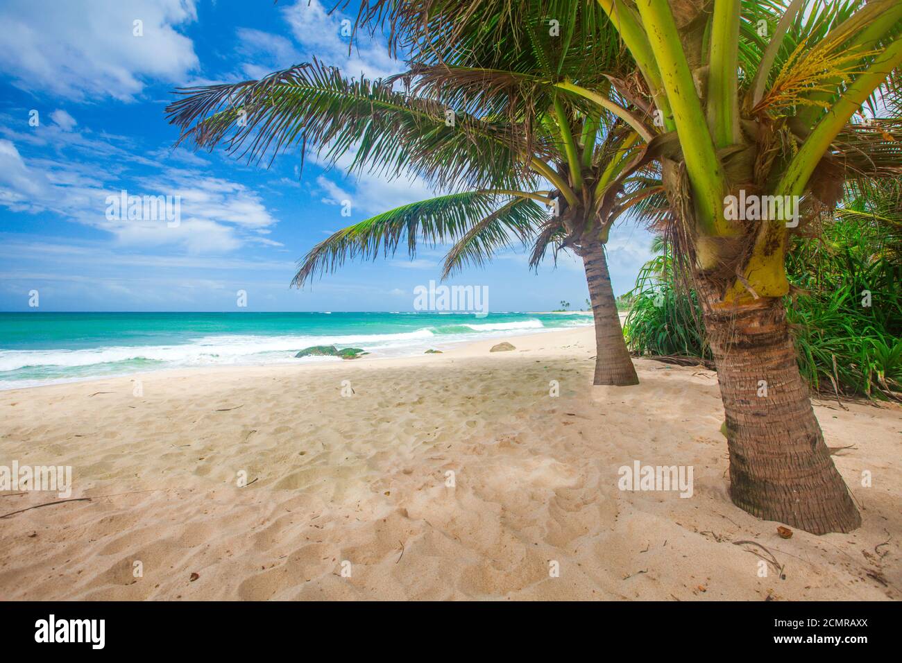 panoramic tropical beach with coconut palm Stock Photo - Alamy