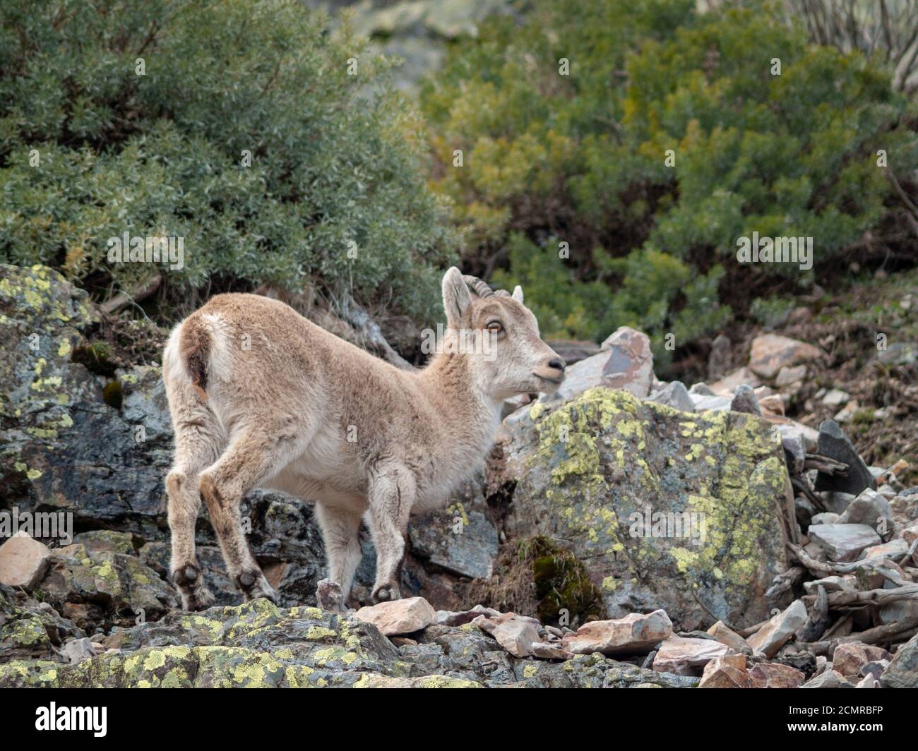 Iberian wild goat (Capra pyrenaica) grazing and climbing in the mountain in Salamanca, Spain Stock Photo