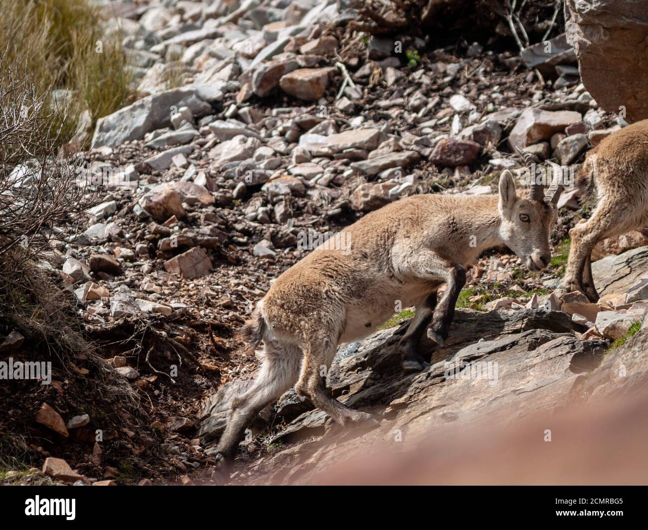 Iberian wild goat (Capra pyrenaica) grazing and climbing in the mountain in Salamanca, Spain Stock Photo