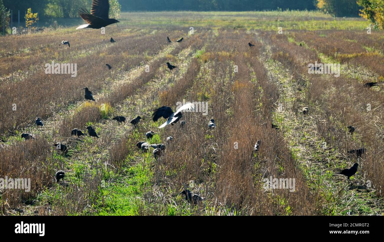 Rooks and Jackdaws collect the remaining grain on the mown field of