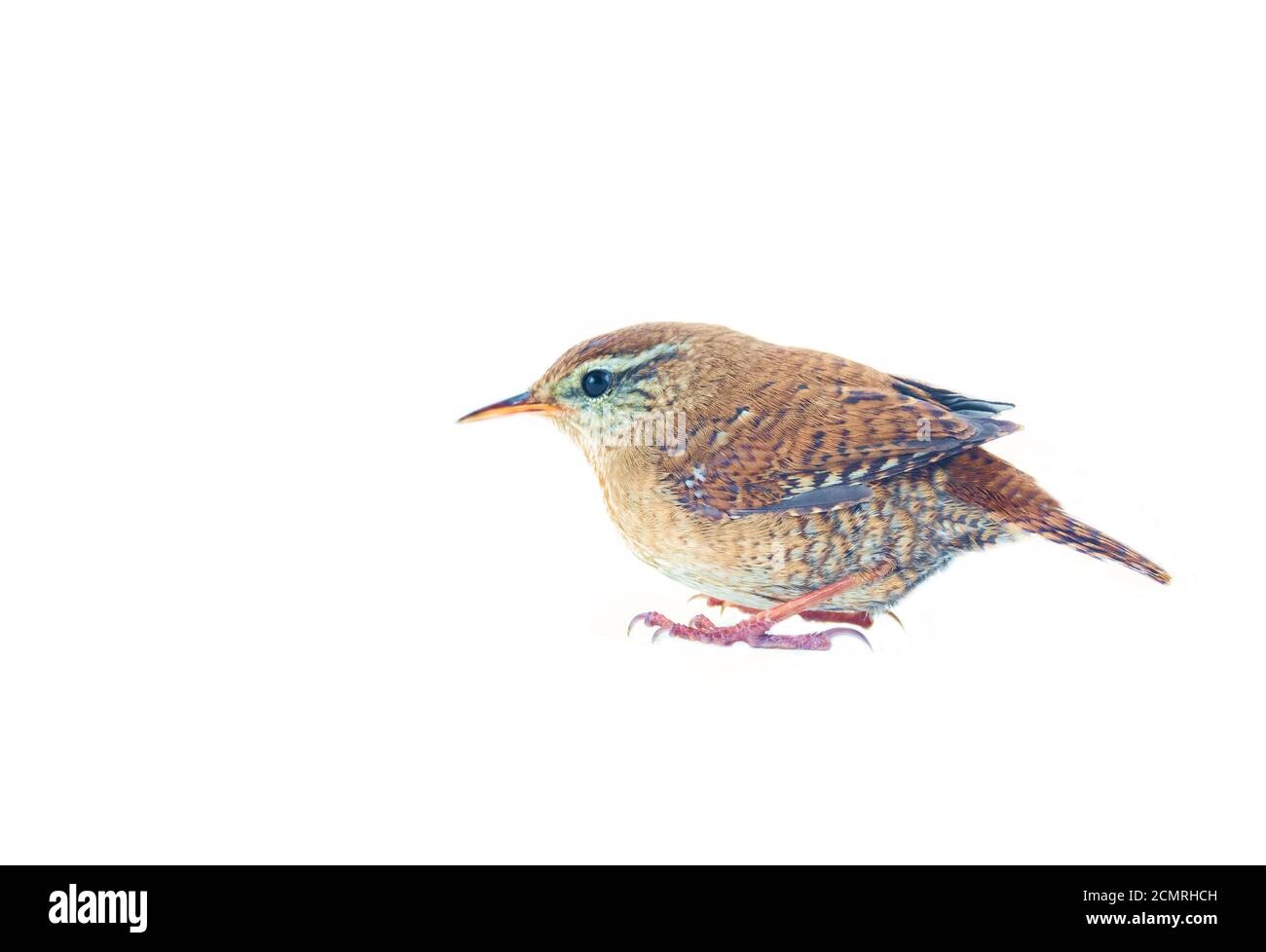 European wren (Troglodytes troglodytes) is one of smallest birds in Europe (second only to Goldcrest) weighing 8 grams. This redfether Is fast and fun Stock Photo