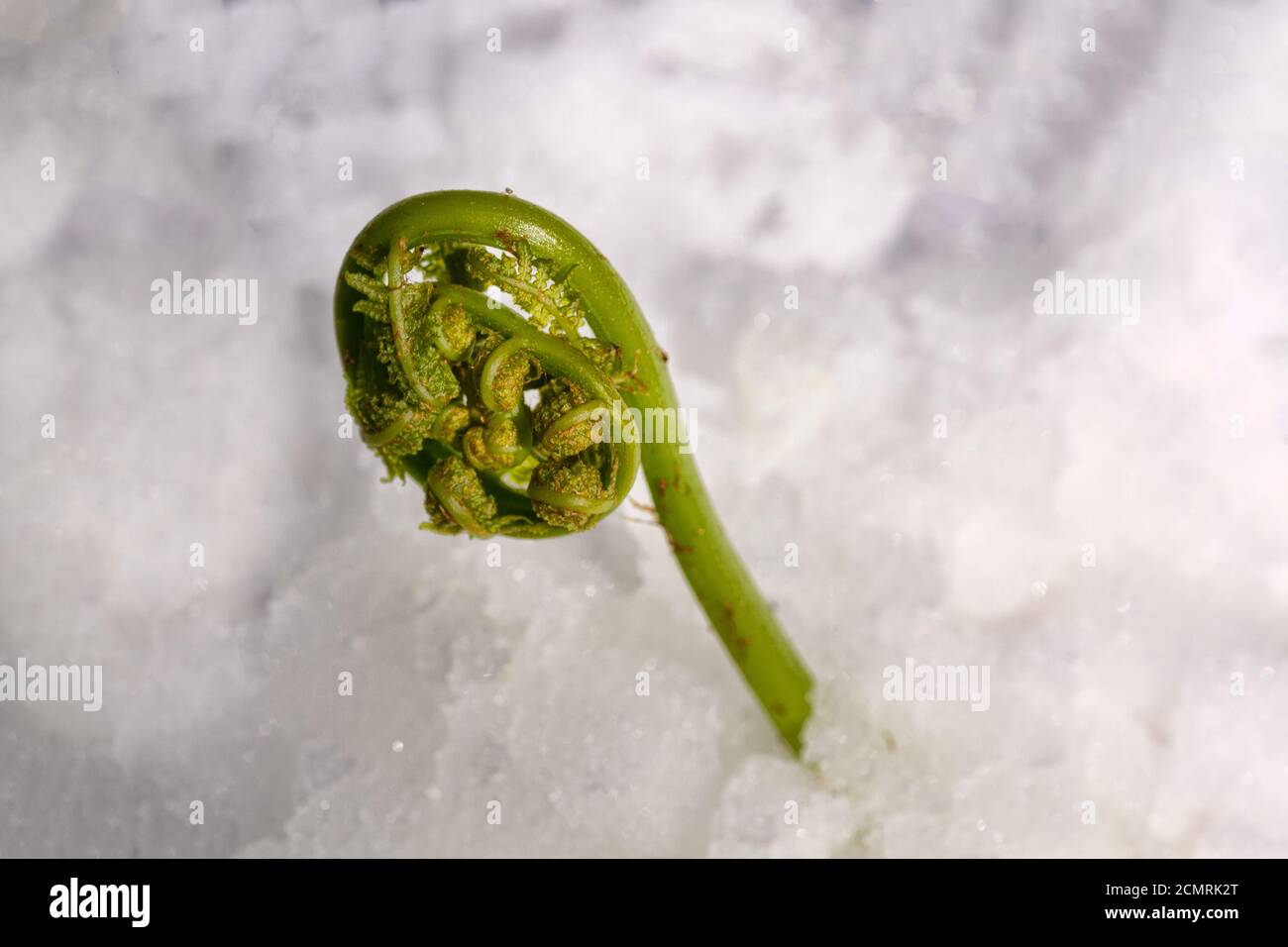 New spring lives, winter on outcome, Sprout of fern breaks through snow, life-breath. Paradoxical photo Stock Photo