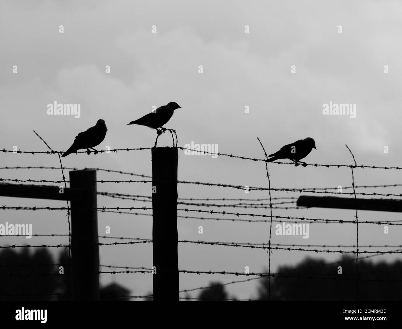 Three crows sitting on the barb wire fence, silhouette Stock Photo