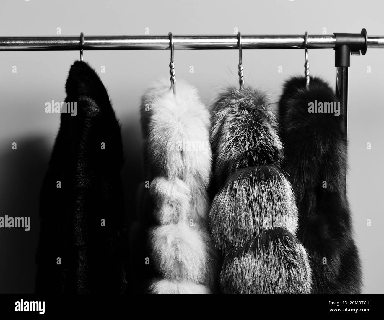 fashionable luxurious waist coats of fur hanging on rack on golden hangers on blue studio background Stock Photo