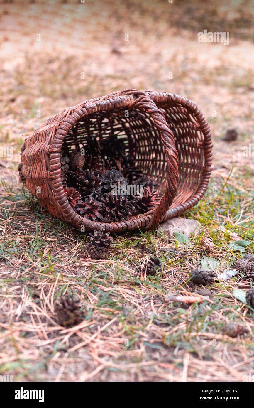 Basket with pine cones scattered on the ground Stock Photo