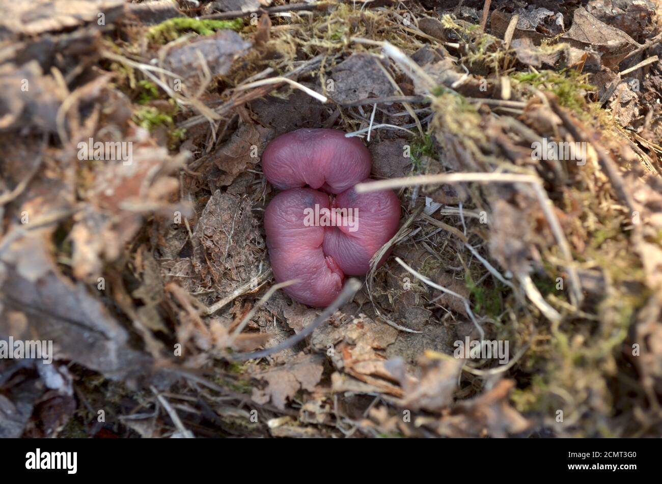 Three newborn baby rats in nest in its natural habitat. Fauna of Ukraine. Shallow depth of field, closeup. Stock Photo