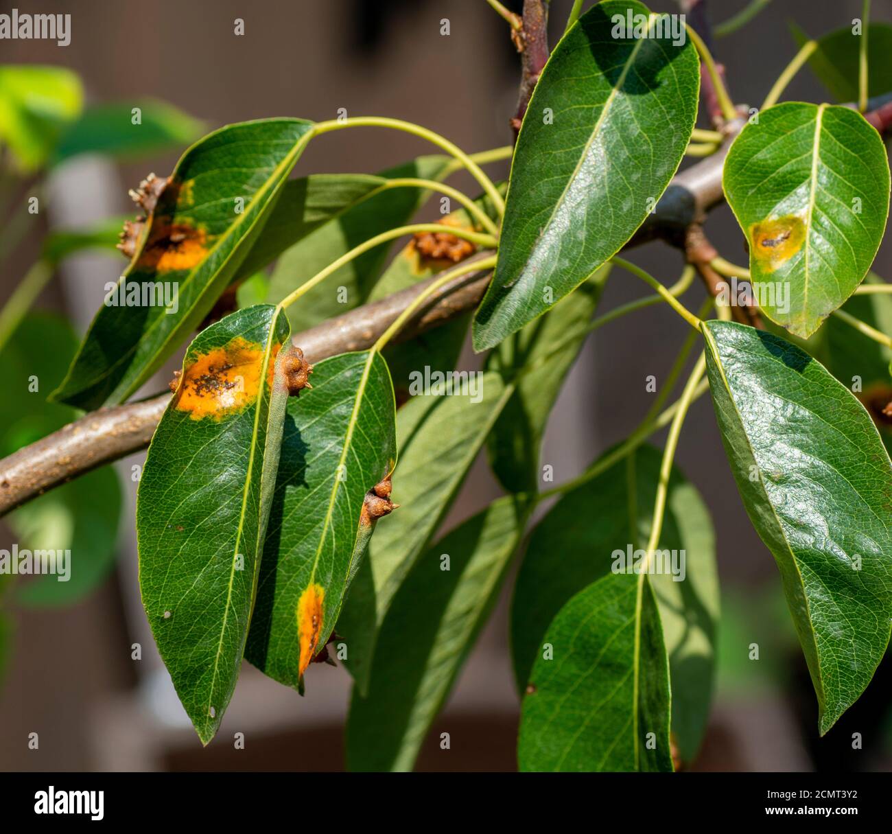 Pear leaves with pear rust infestation.Gymnosporangium sabinae infestation.(Pear rust, European pear rust,pear trellis rust). Stock Photo