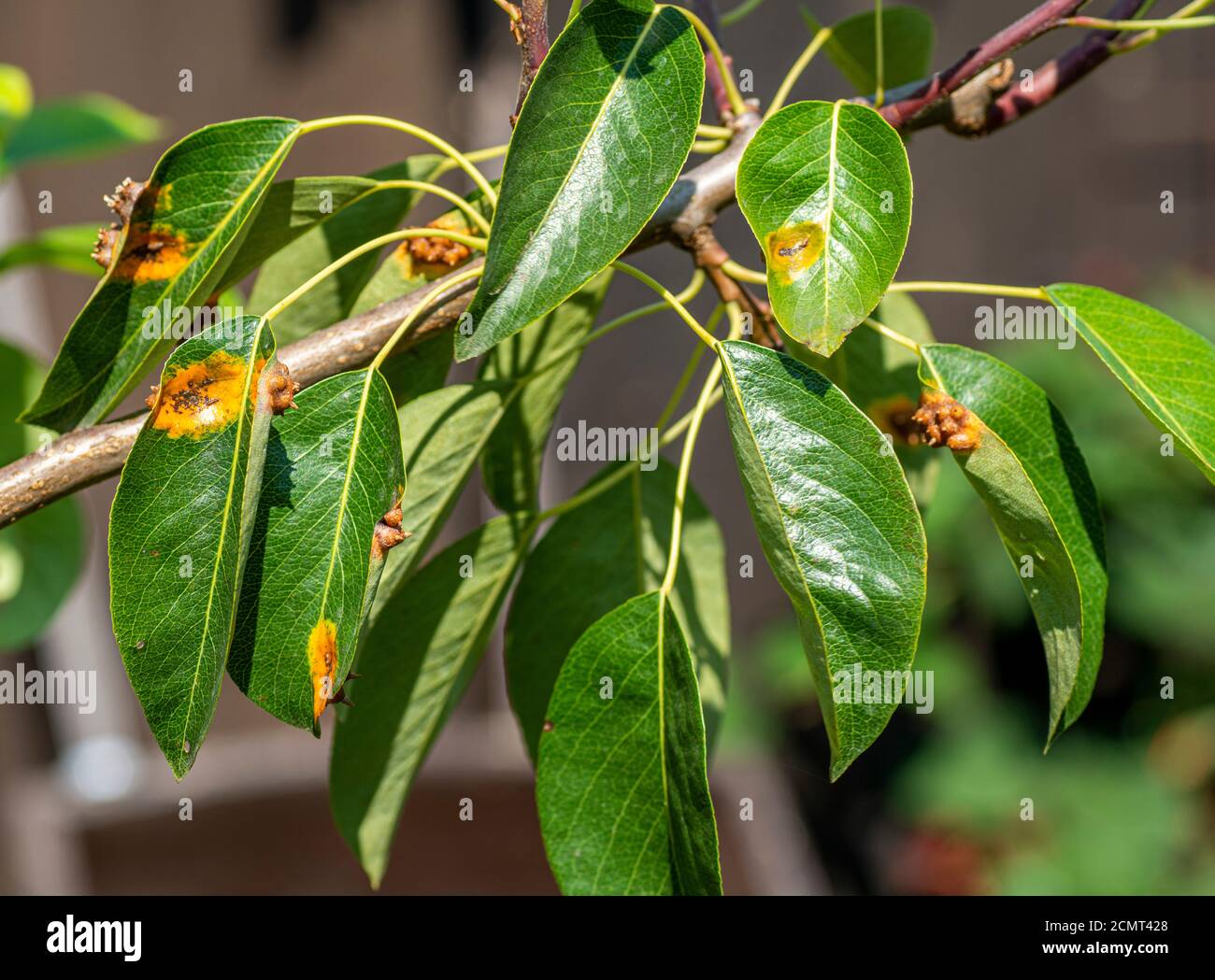 Pear leaves with pear rust infestation.Gymnosporangium sabinae infestation.(Pear rust, European pear rust,pear trellis rust). Stock Photo