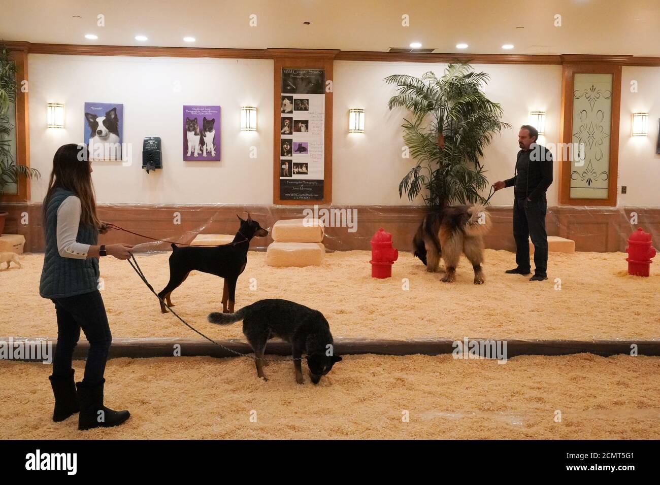 Dogs use the indoor bathroom after arriving to the Pennsylvania Hotel for the annual Westminster Dog Show in New York, U.S., February 7, 2020. REUTERS/Bryan R Smith Stock Photo
