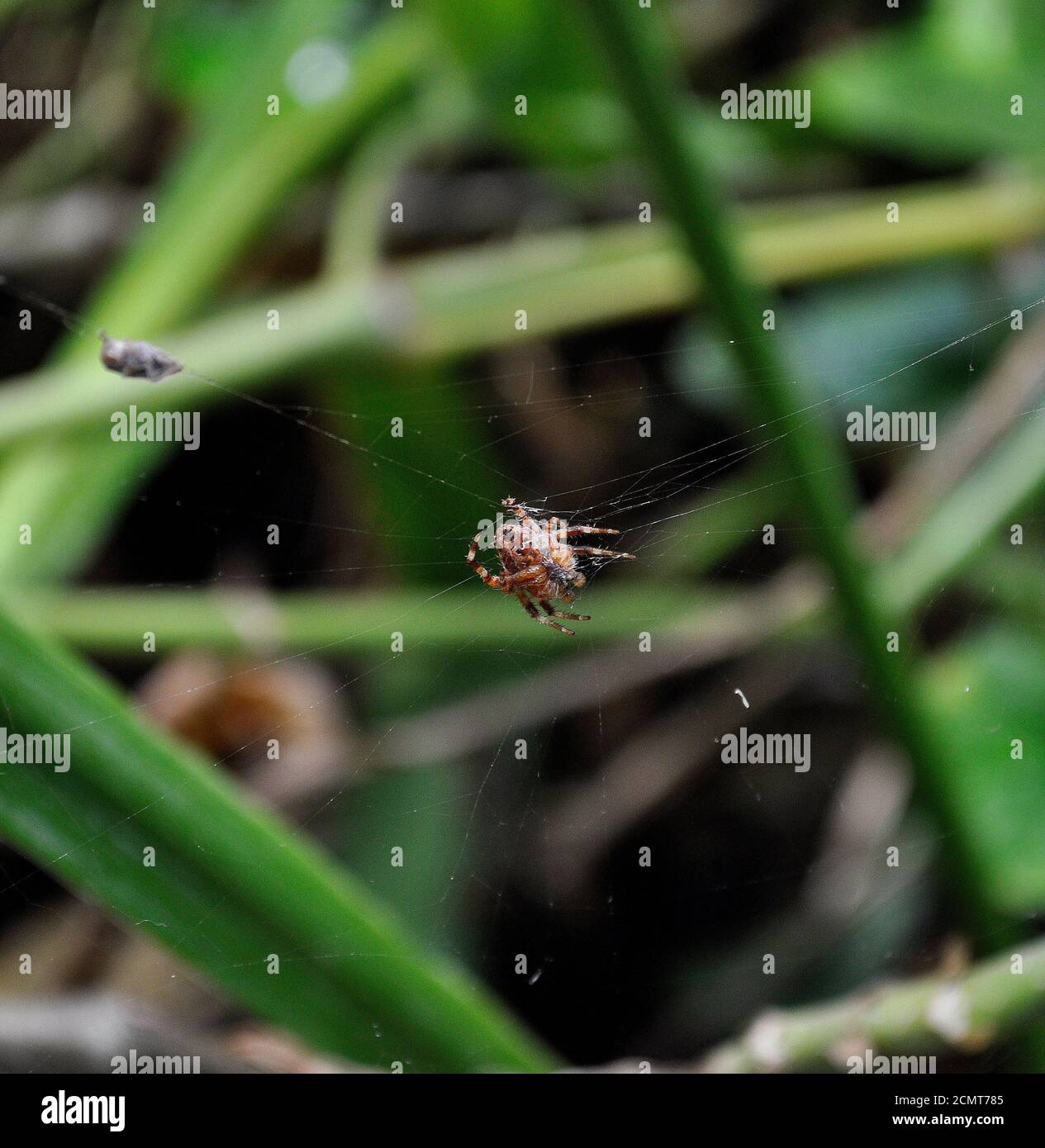 spider on web in backyard garden in San Francisco, California Stock Photo