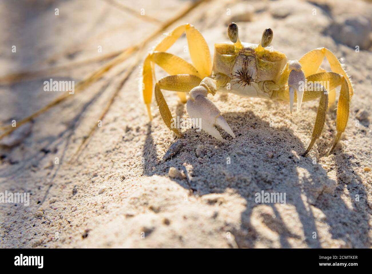Crab - ghost - small crustacean with chitinous shell Stock Photo