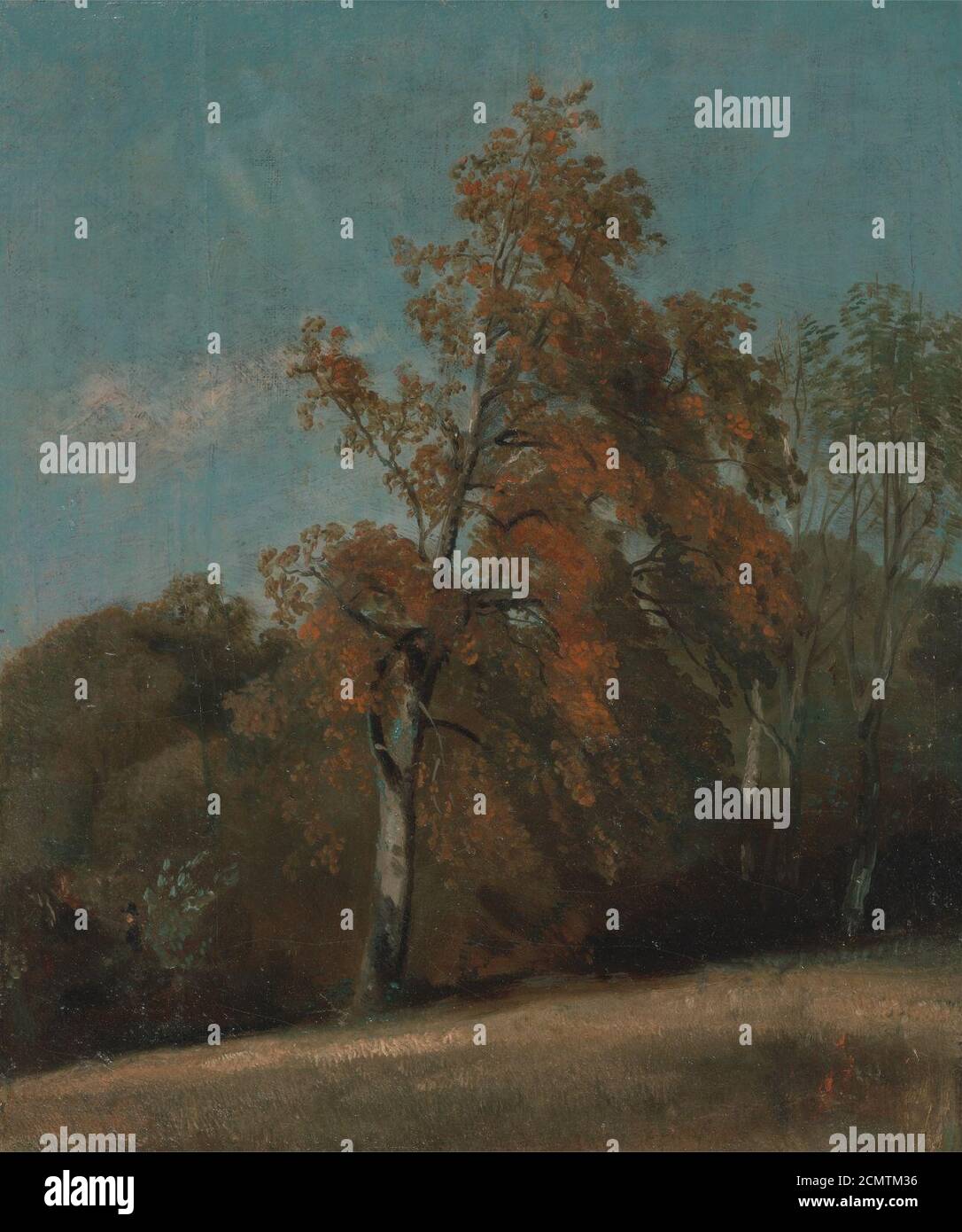 John Constable - Study of an Ash Tree Stock Photo - Alamy
