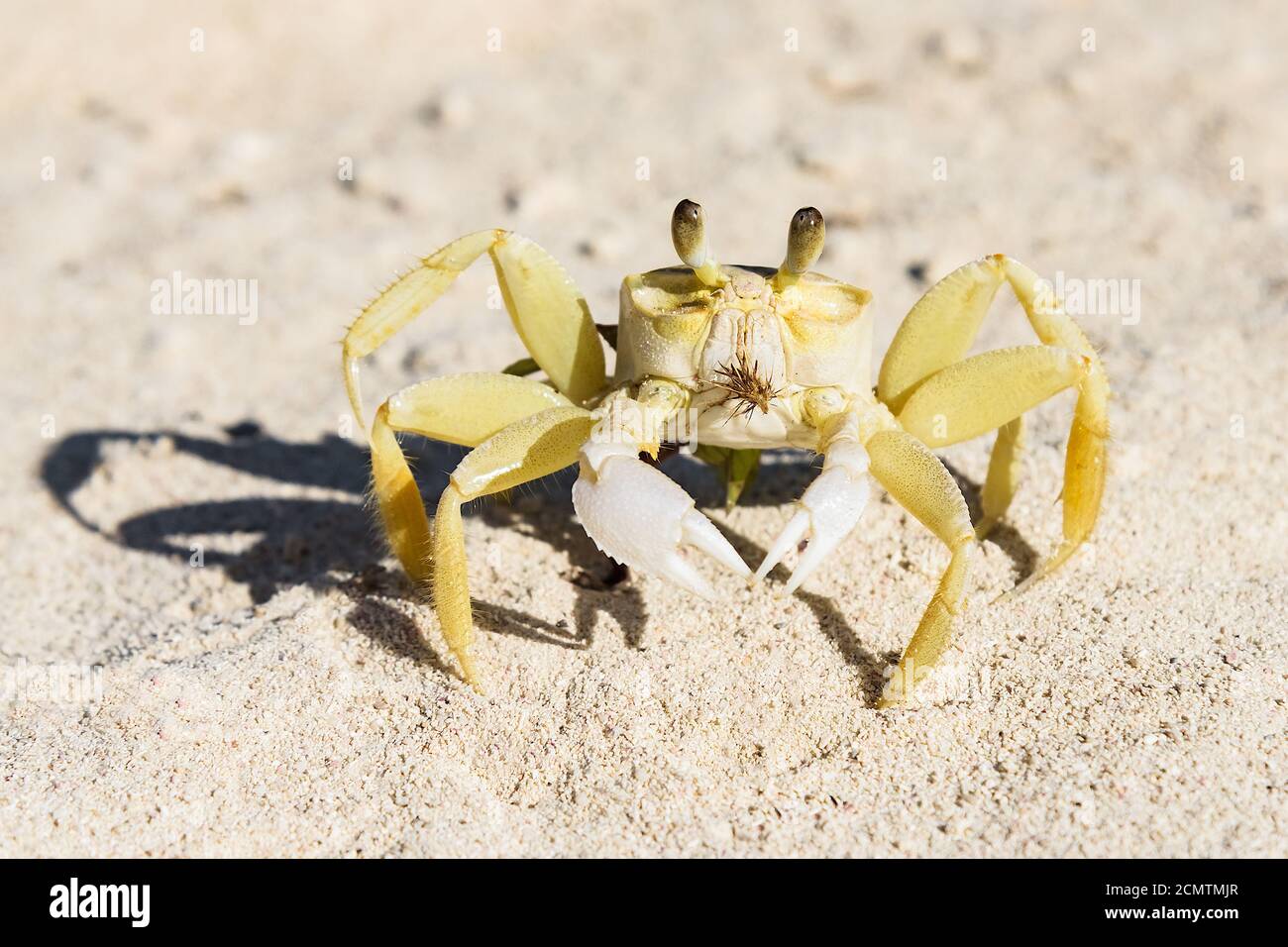 Crab - ghost - small crustacean with chitinous shell Stock Photo