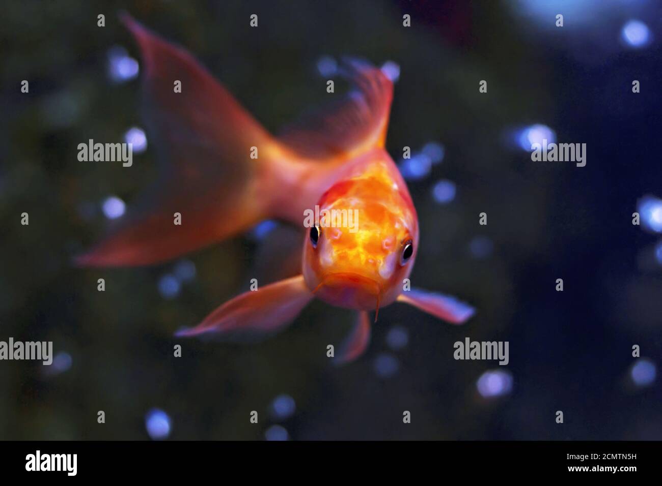 Goldfish aquarium hi-res stock photography and images - Alamy