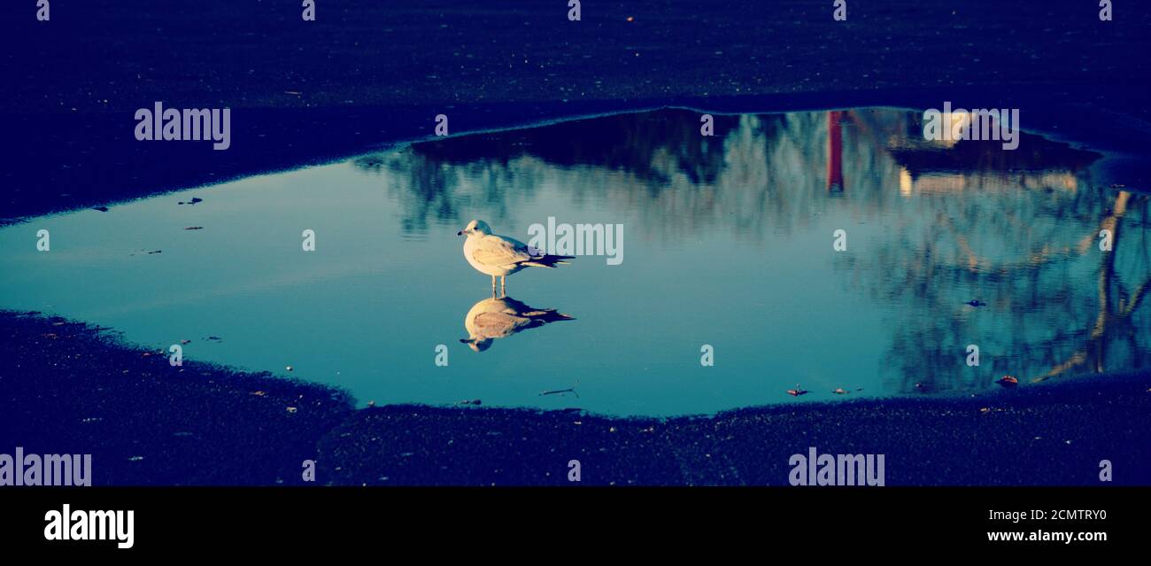 Seagull standing in puddle with reflection of trees Stock Photo