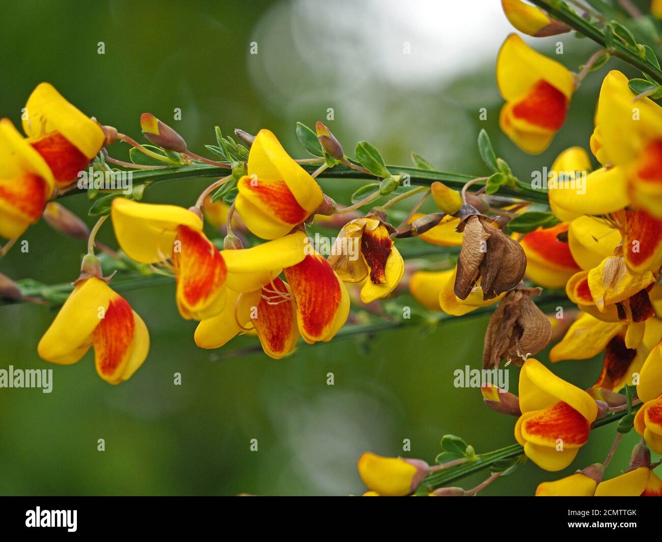 yellow & red flowers of ornamental variety of Scotch or Common Broom plant Cytisus scoparius in a garden Cumbria, England, UK Stock Photo