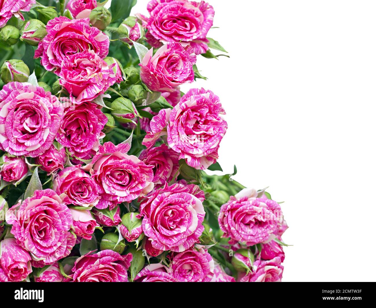 bouquet of pink roses isolated on white background Stock Photo - Alamy