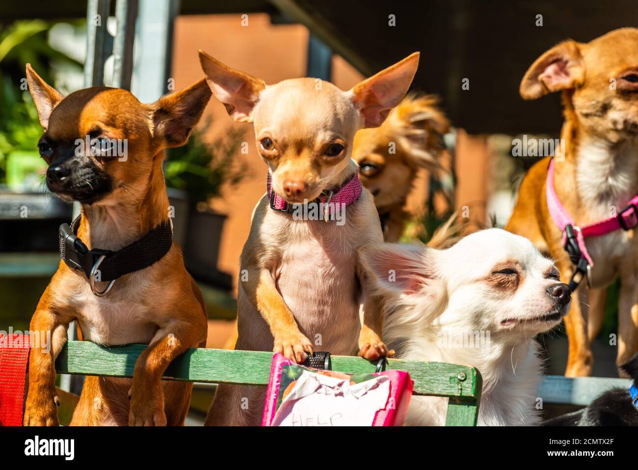 London, United Kingdom - September 13, 2020: Columbia Road Flower Sunday market. Chihuahua dogs on plants stalls Stock Photo