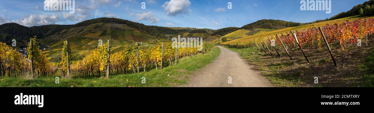 The golden autumn on the red wine trail in the Ahr valley Stock Photo