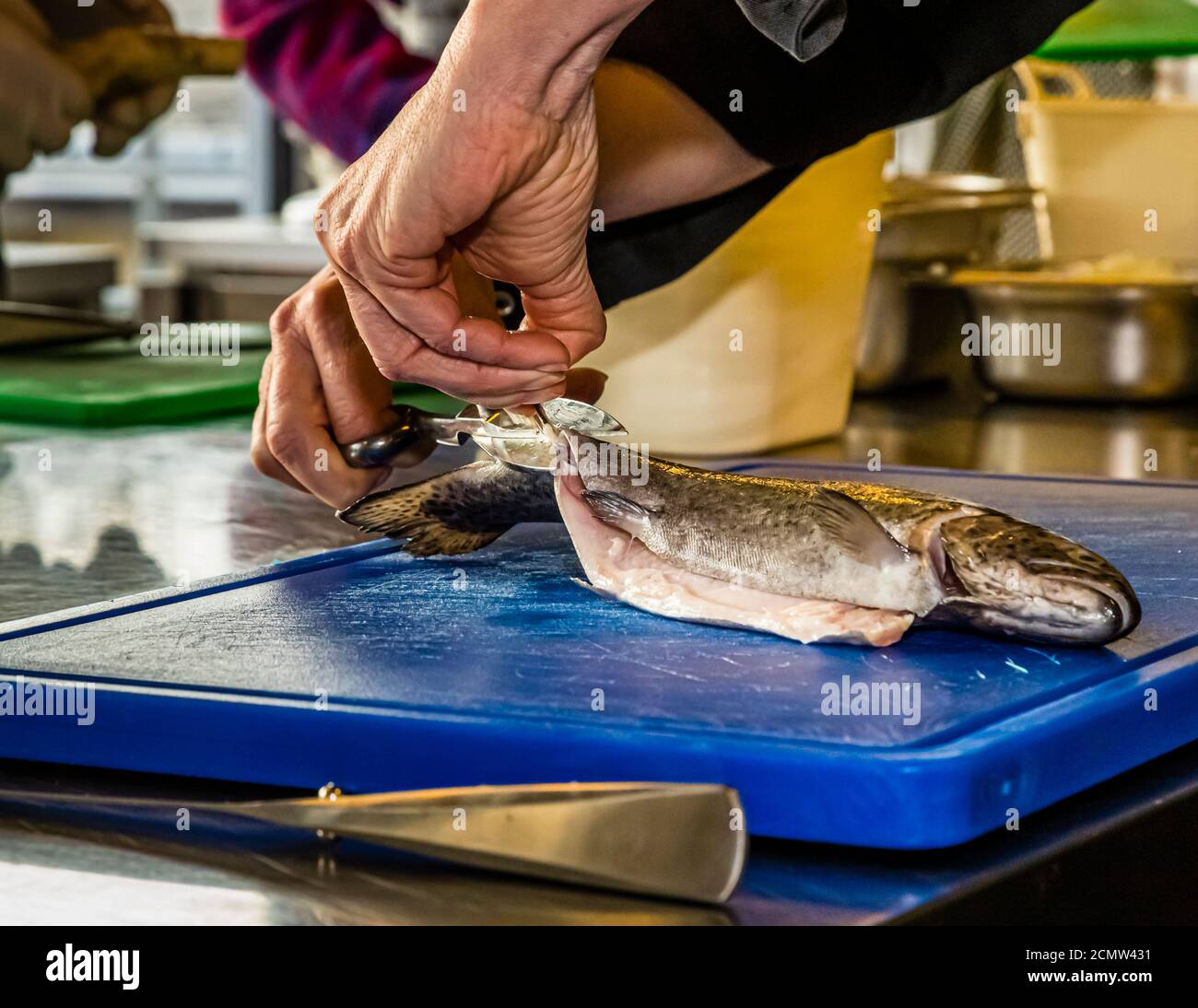 How do you fillet a trout? First cut off the trout fin with the scissors Stock Photo