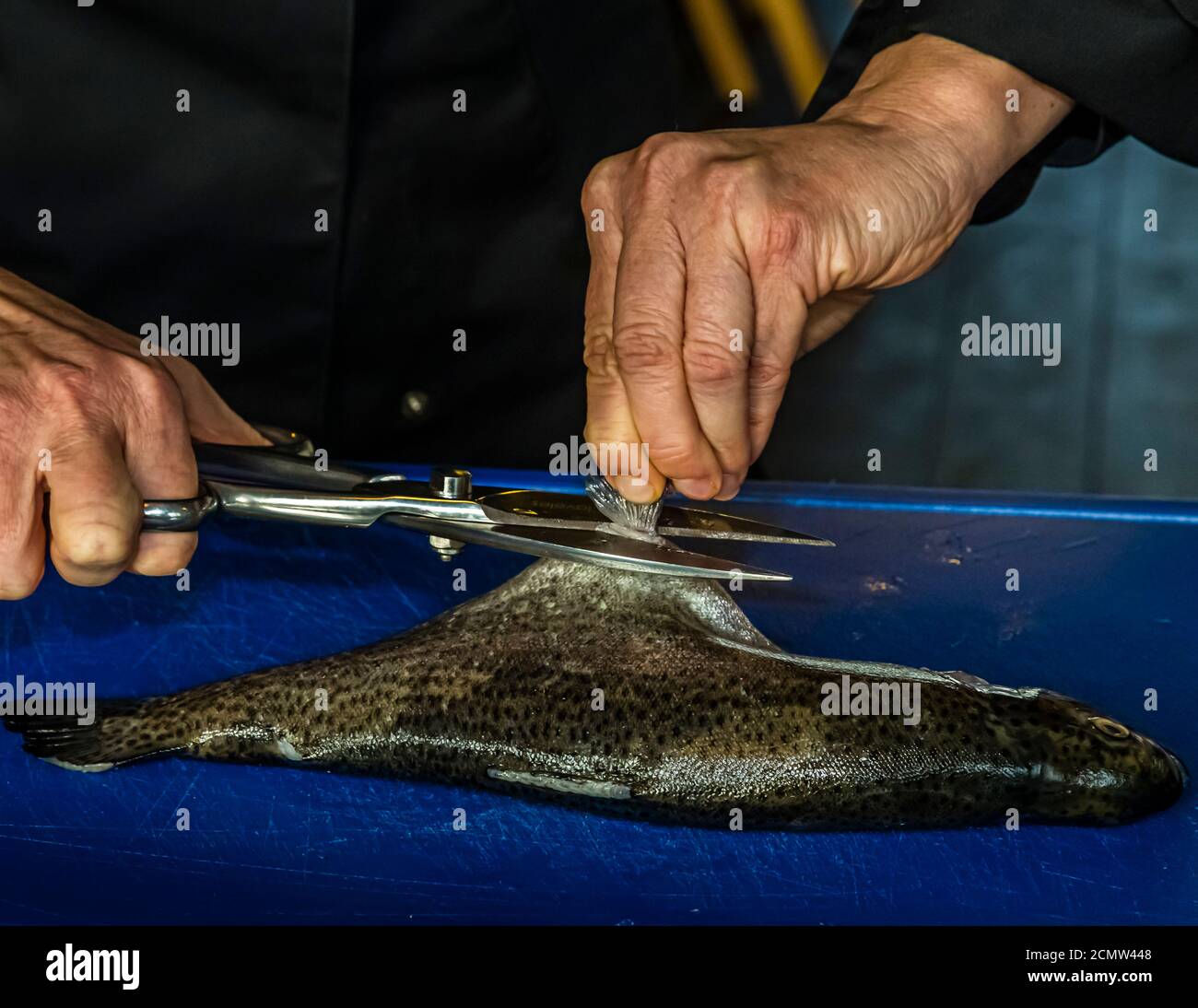 How do you fillet a trout? First cut off the trout fin with the scissors Stock Photo
