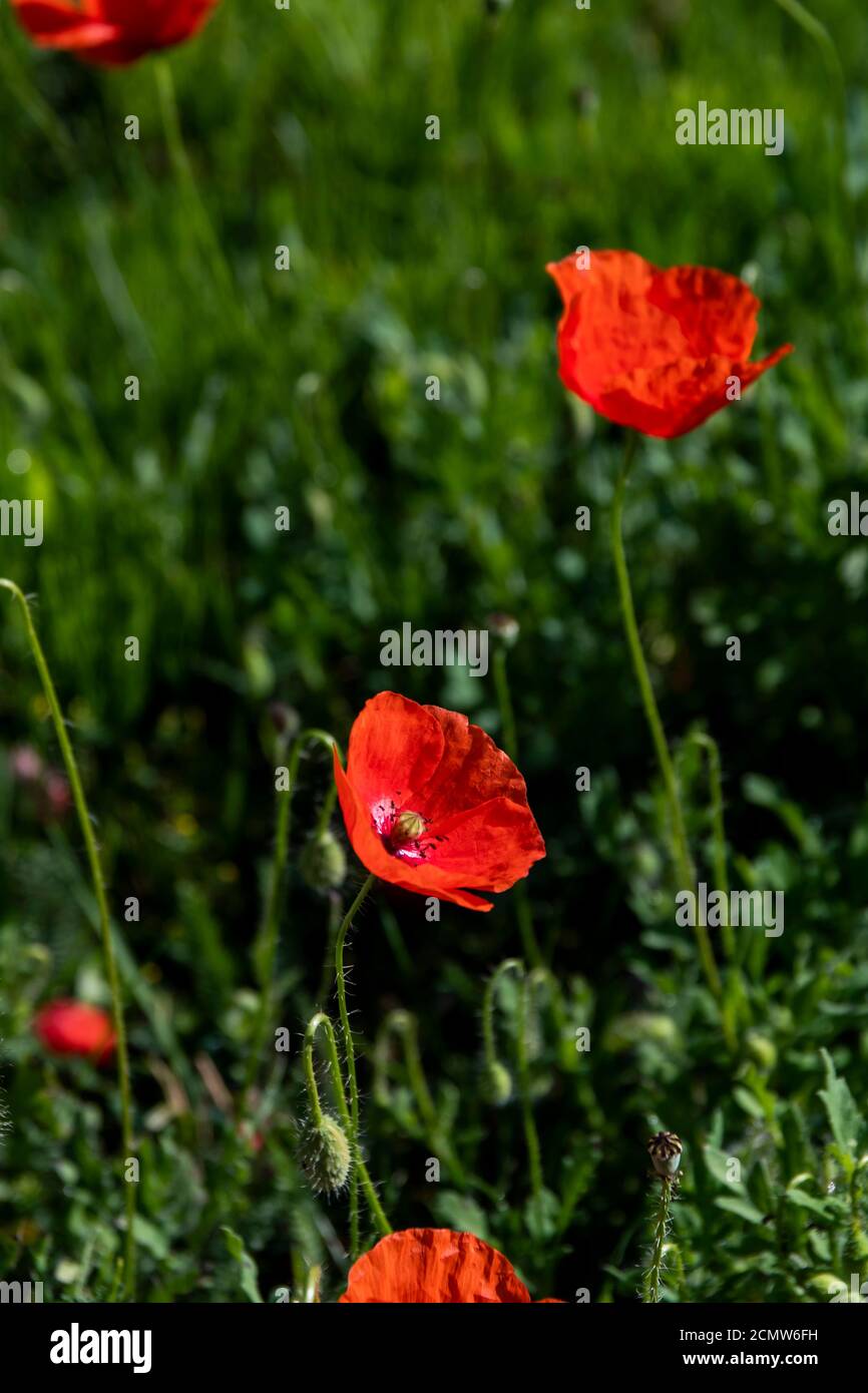 Red oriental poppy pink flowers hi-res stock photography and images - Alamy