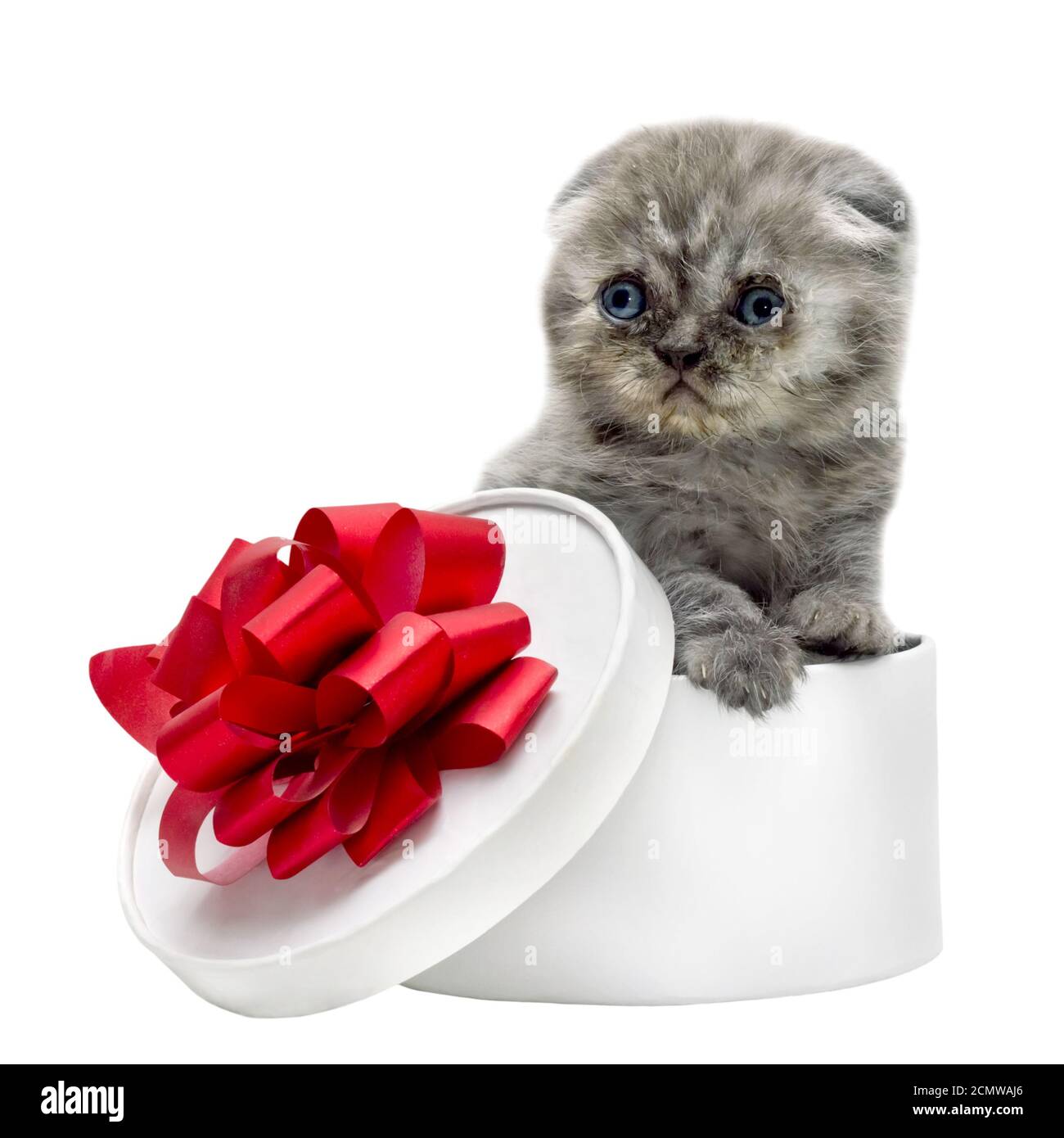 Scottish Fold kitten breed and white gift box Stock Photo