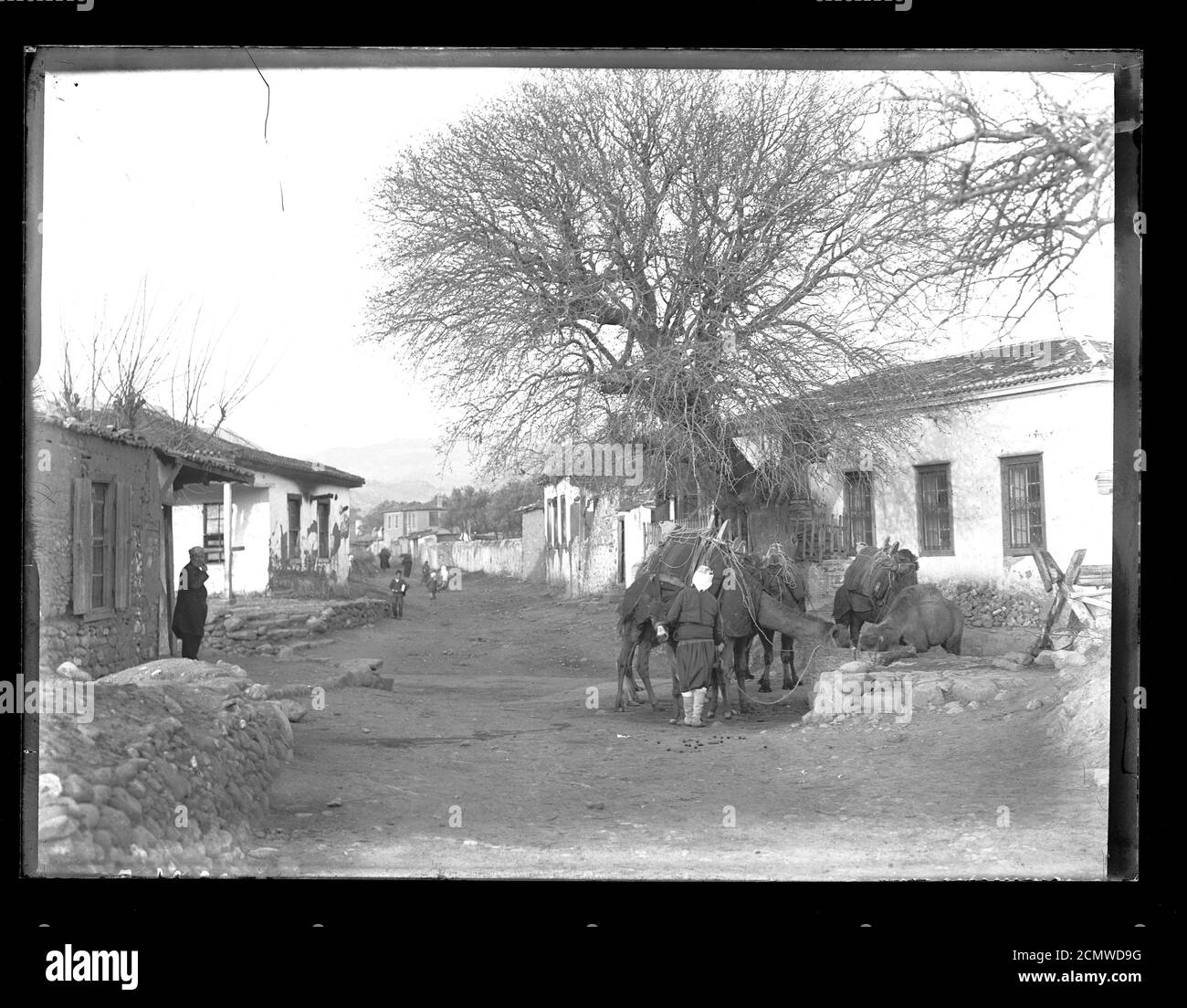 Turkey Izmir Manisa province village road in winter time. Locals walking on the road. Man with 4 camels and a donkey at a water trough. Photograph from around 1910 on dry glass plate from the Herry W. Schaefer collection. Stock Photo