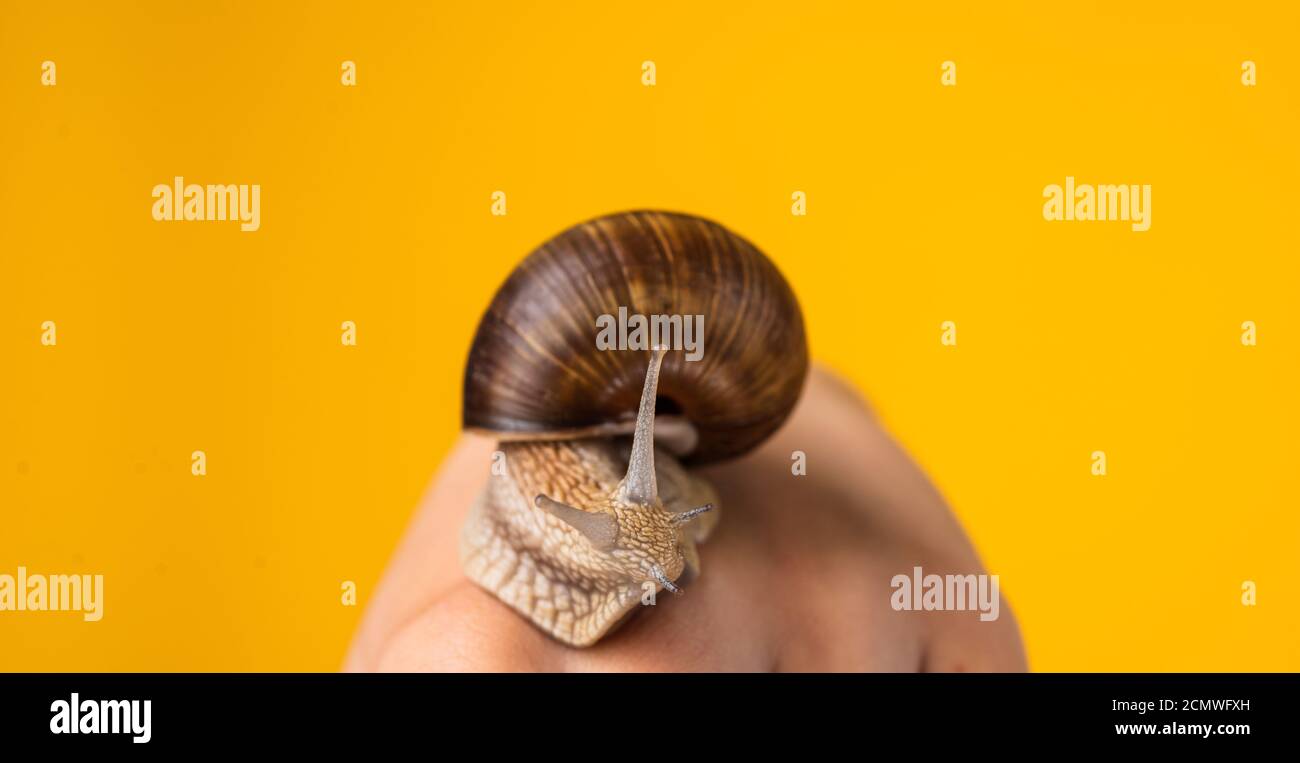 snail cream good for skin against wrinkles. get faster. concept of slow