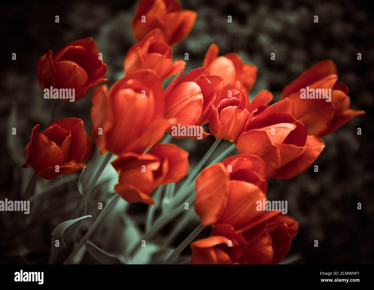 Tulup hi-res stock photography and images - Alamy