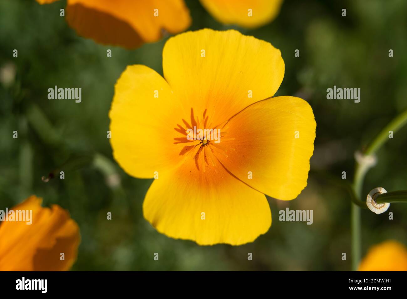 A closeup macro shot of a golden yellow flower of Eschscholzia californica, the California poppy, golden poppy, California sunlight or cup of gold Stock Photo