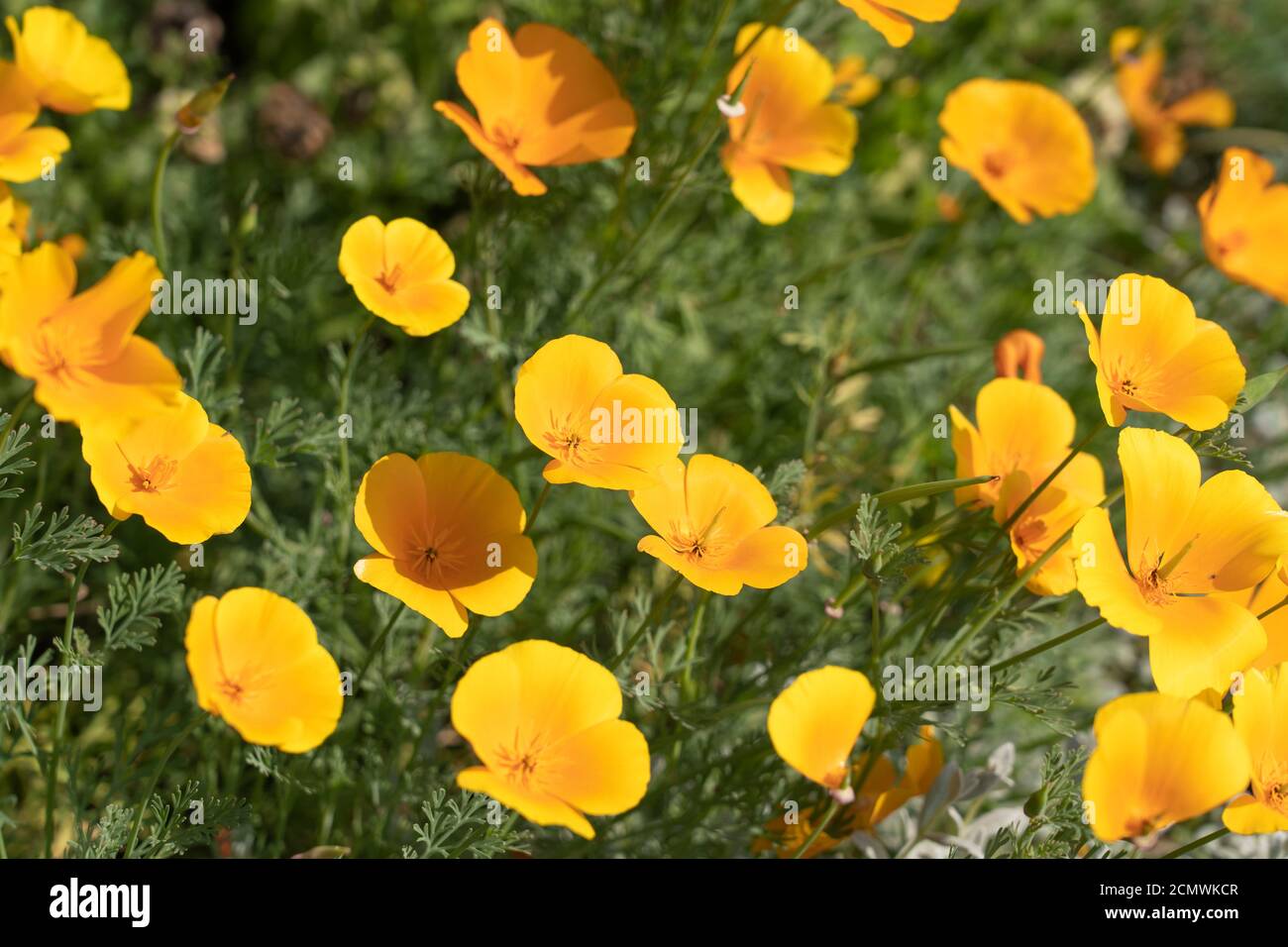 Eschscholzia californica, the California poppy, golden poppy, California sunlight or cup of gold, is a flowering plant in the family Papaveraceae Stock Photo