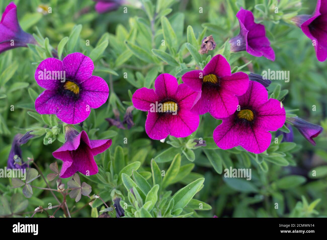 Pink magenta flowers of Calibrachoa parviflora, a flowering plant in the nightshade family known by the common name seaside petunia Stock Photo