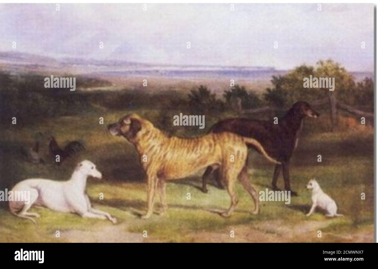 John Paul ‘Four Dogs‘ Stock Photo Alamy