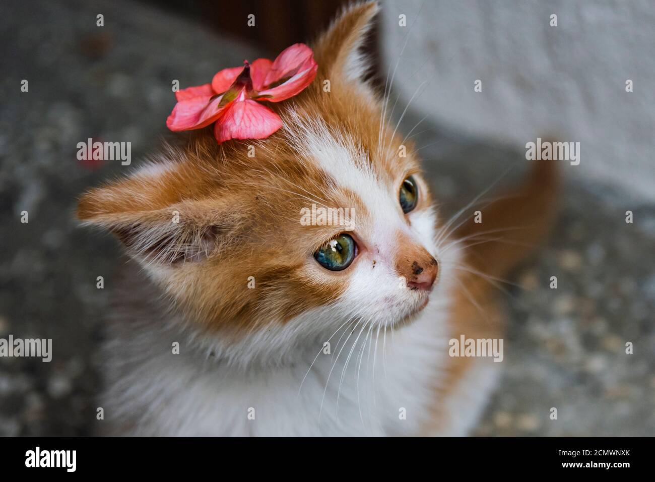 A stray orange kitten with beautiful green blue eyes and a pink flower on its head like a hat Stock Photo