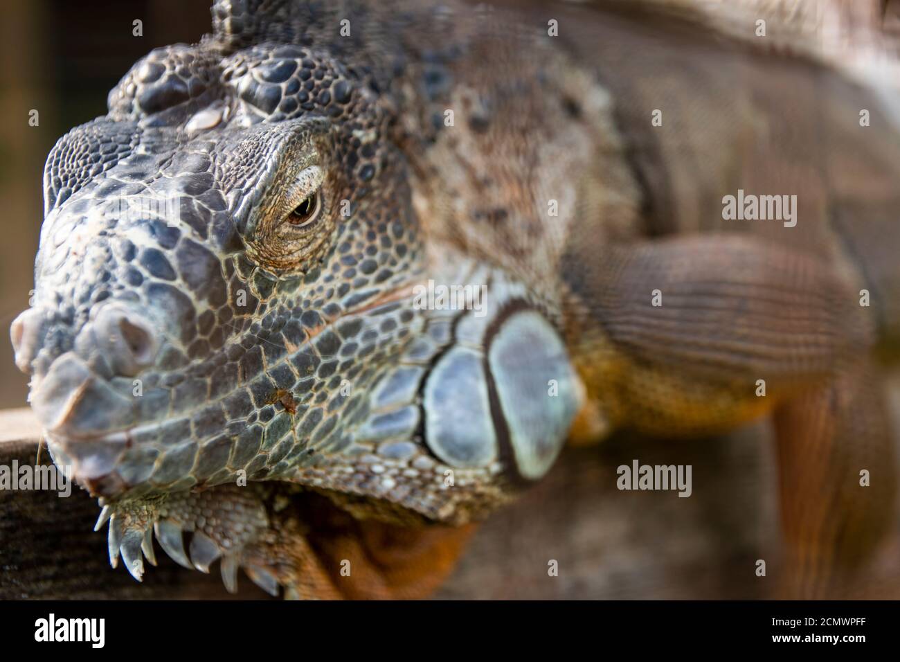 Big beautiful iguana lizard up close Stock Photo