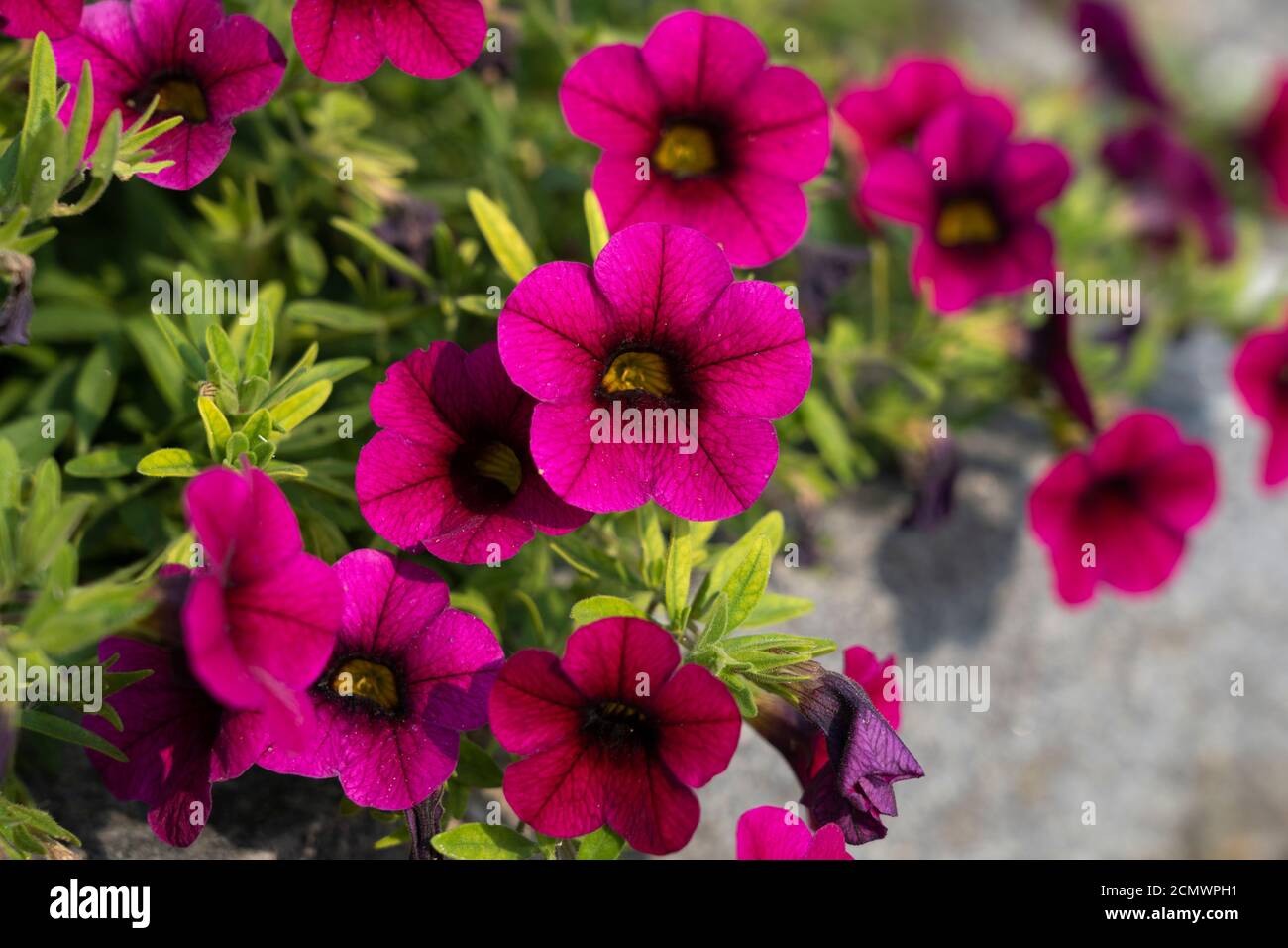 Pink magenta flowers of Calibrachoa parviflora in sunlight, a flowering plant in the nightshade family known by the common name seaside petunia Stock Photo