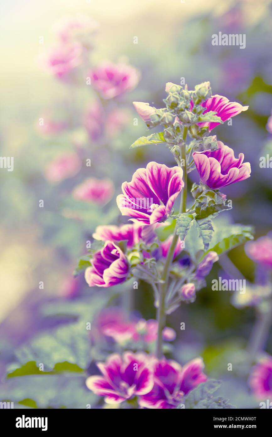 Wild flower closeup backlit Stock Photo - Alamy