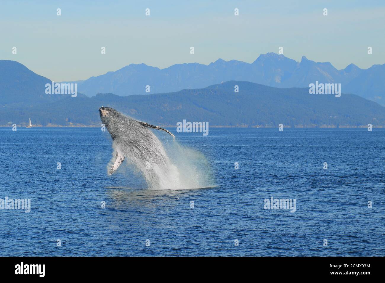 A breaching humpback whale aka Megaptera novaeangliae  in the Salish Sea near Vancouver, British-Columbia, Canada. Stock Photo