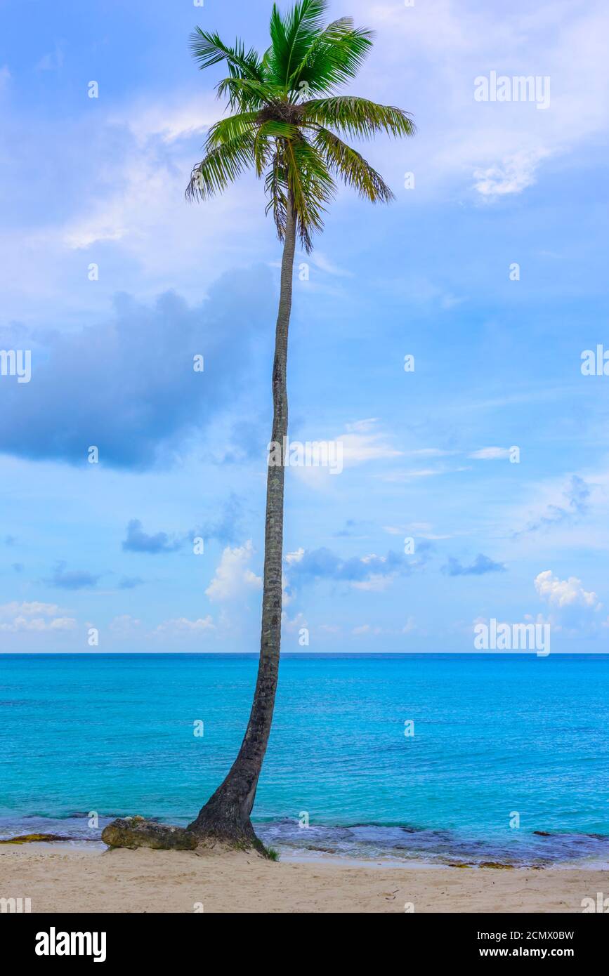 Palm Ocean Sky Stock Photo