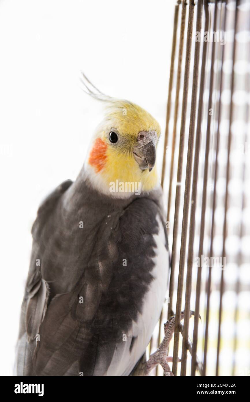 Grey cockatiel on white background Stock Photo - Alamy