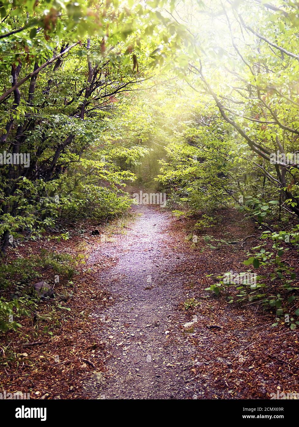 Pathway in the forest illuminated by the sun Stock Photo