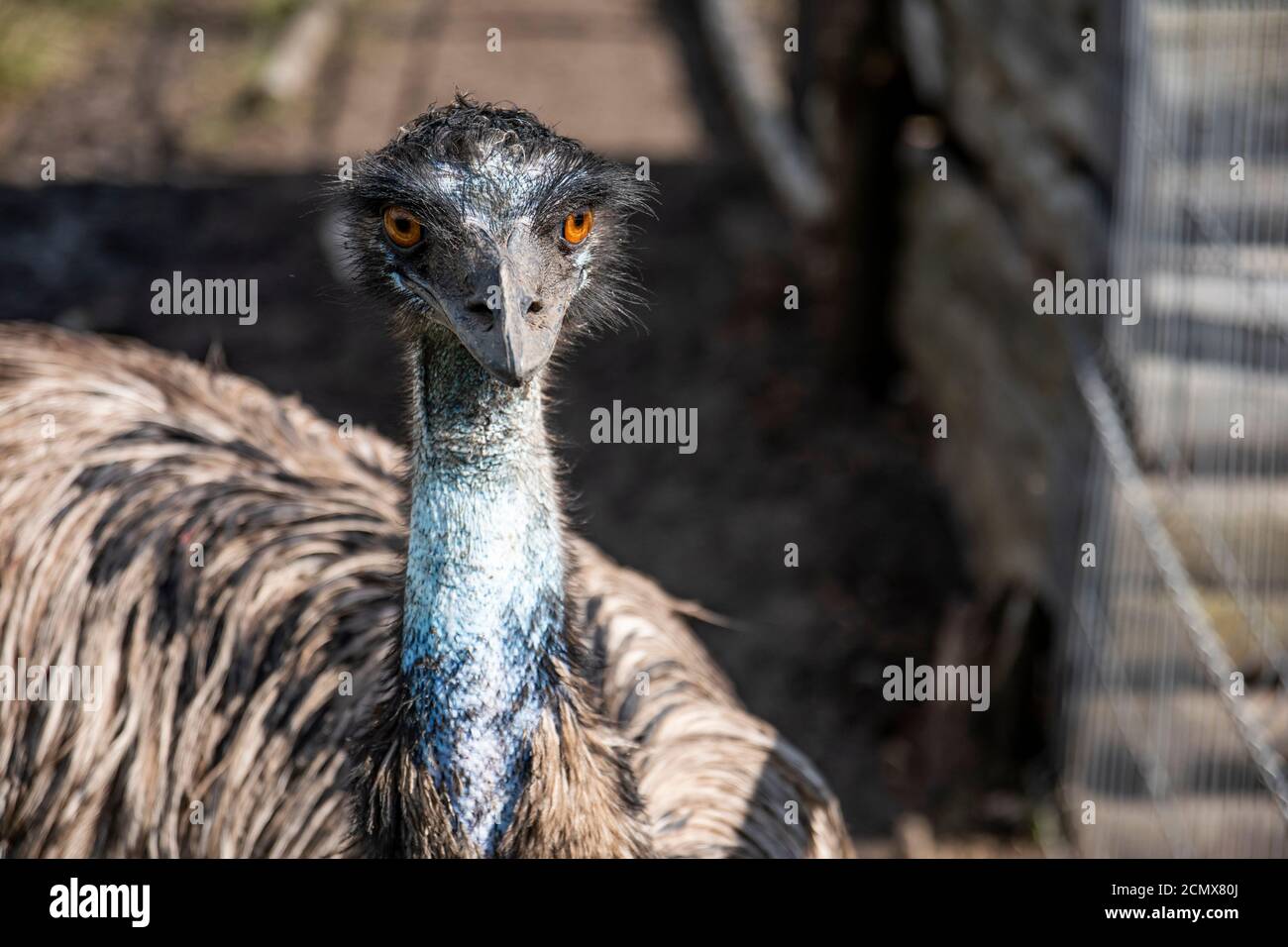 Emu- (Dromaius novaehollandiae) head shot very close with crazy orange looking eye Stock Photo
