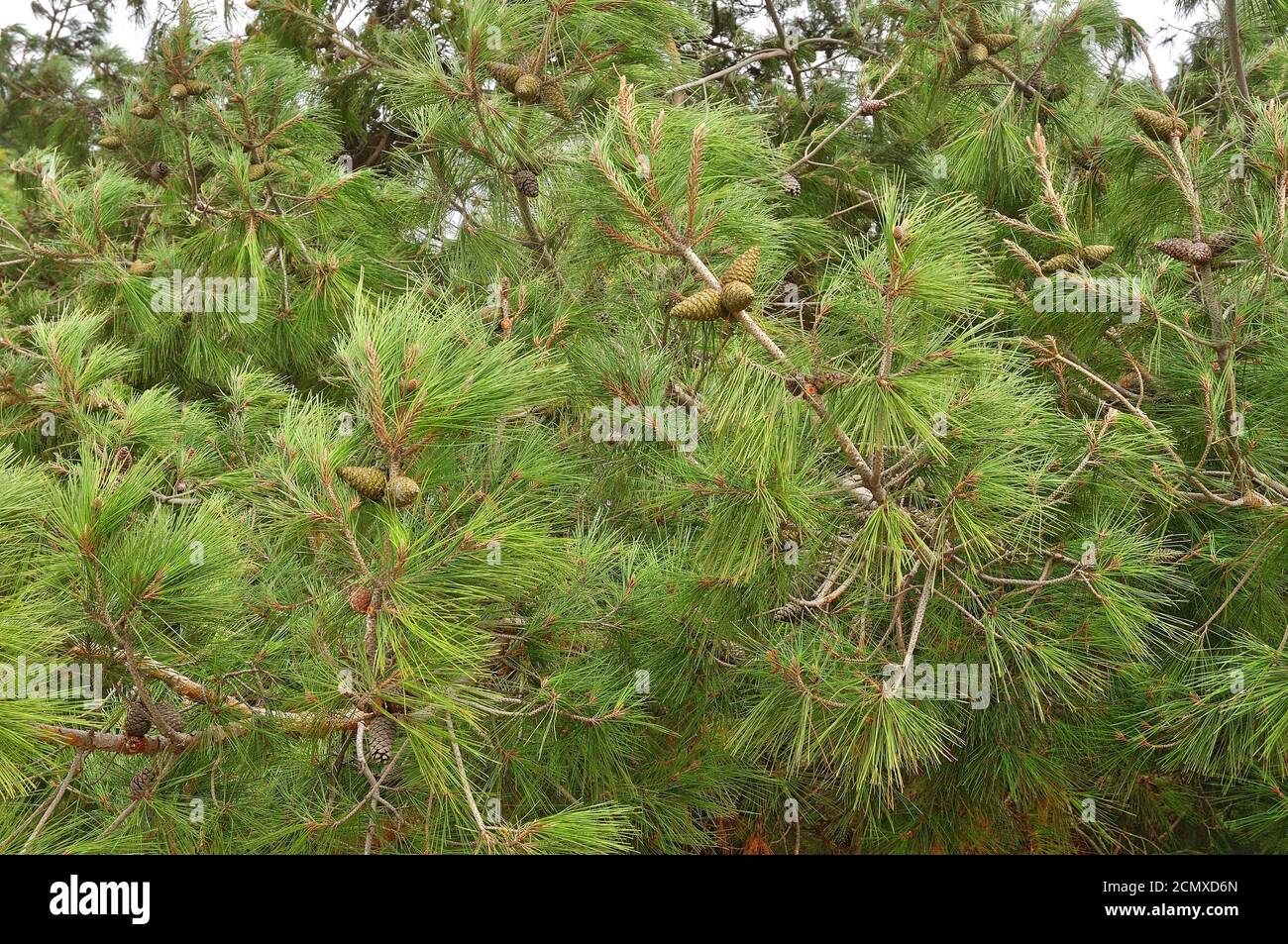 Pine needle Stock Photo